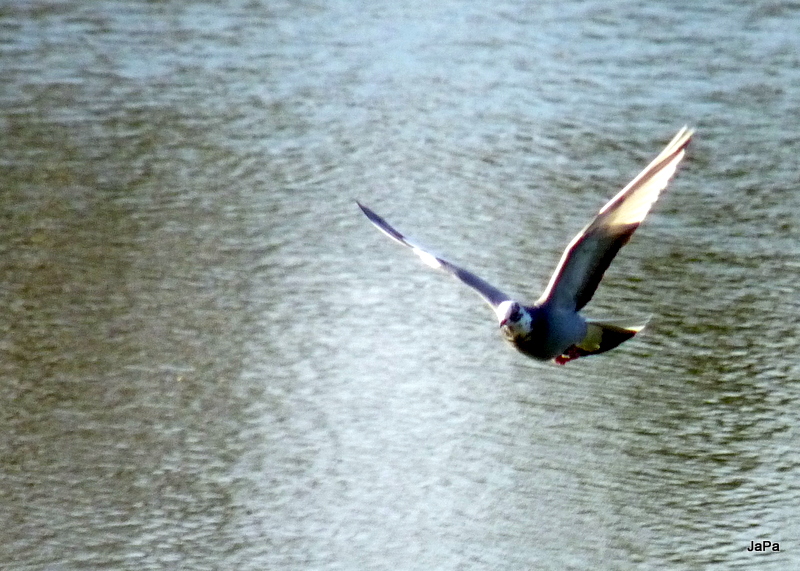 P1100473