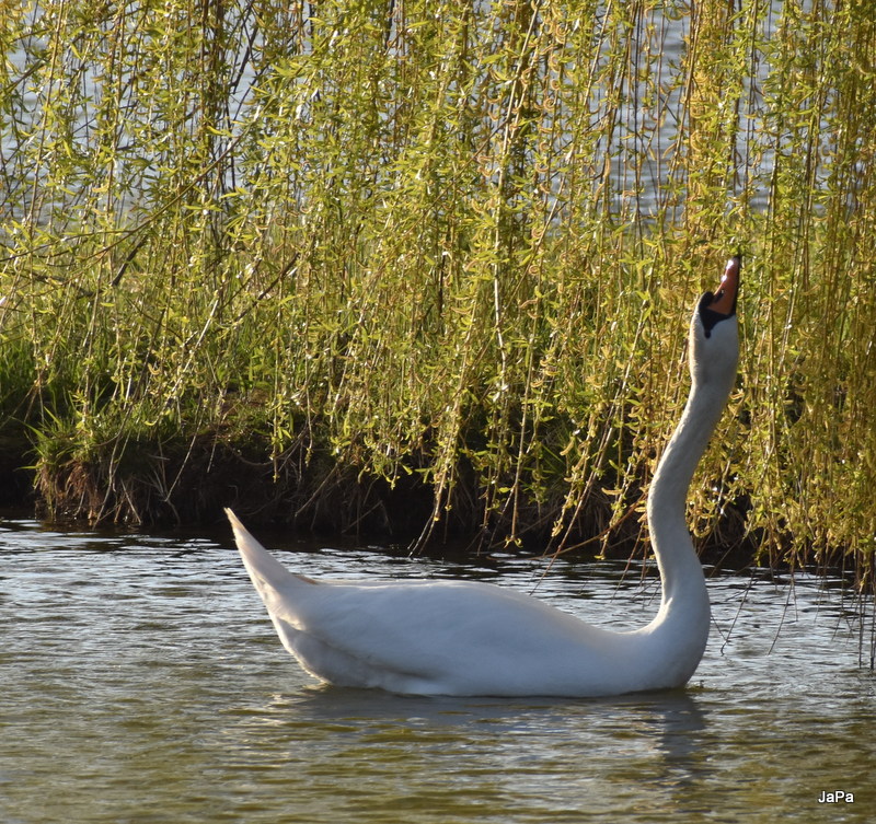 DSC_0044