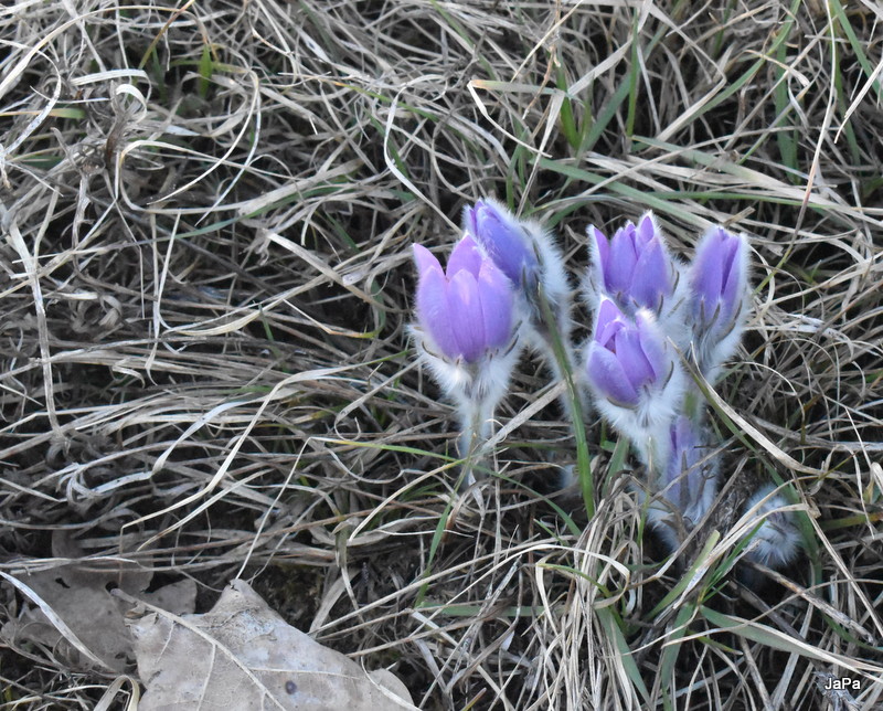 DSC_0001